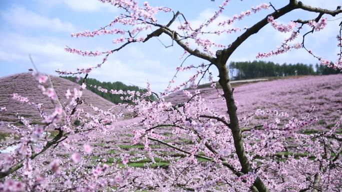 桃花基地