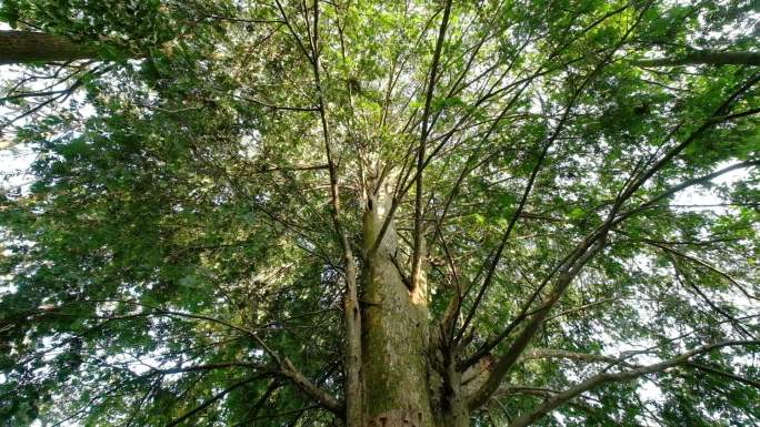 红豆杉生态植被23秒20171225