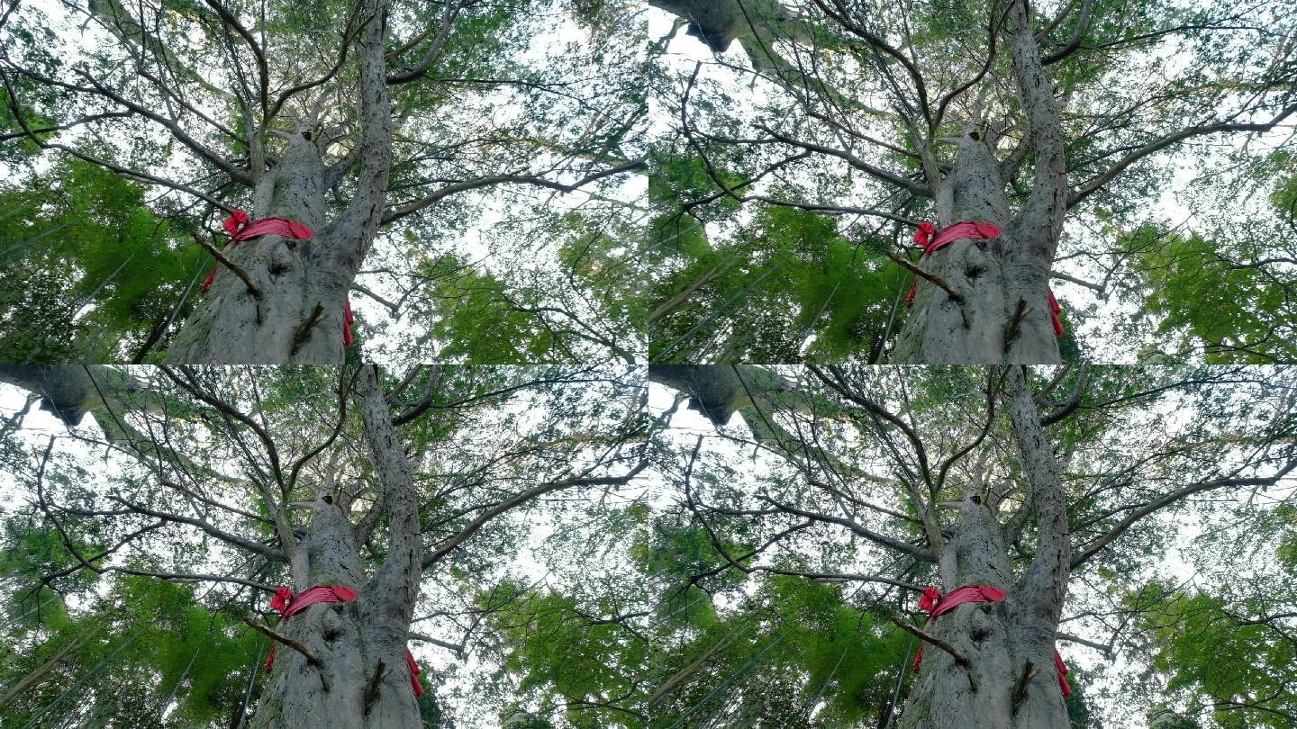 千年红豆杉生态植被12秒201712