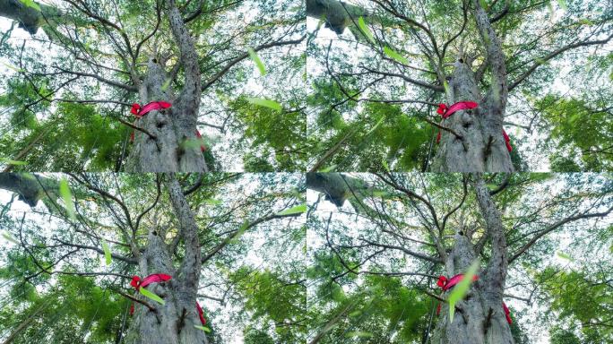 4K红豆杉降落无限循环06