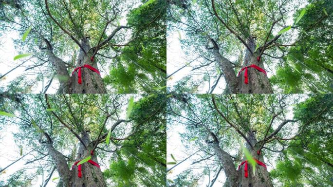 4K红豆杉降落无限循环08