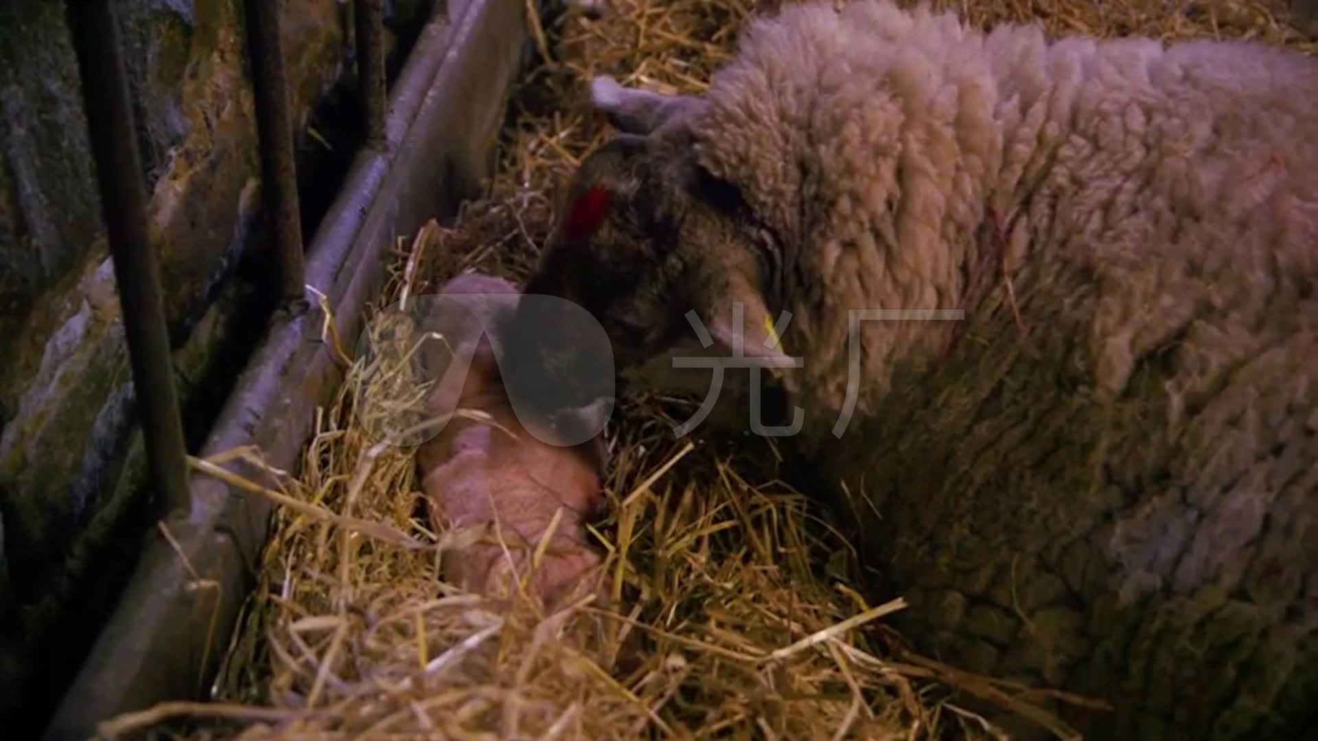 小绵羊_刚出生的小羊羔_羊圈_养羊畜牧业