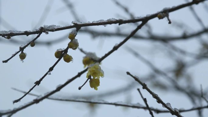 瑞雪兆丰年