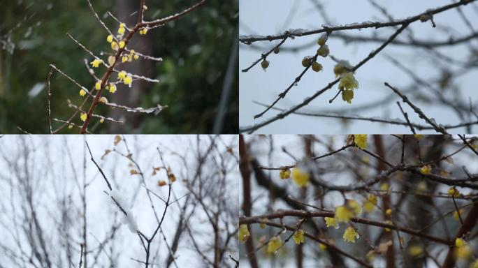 瑞雪兆丰年