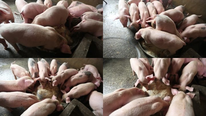 生态养殖养猪实拍超清视频素材2