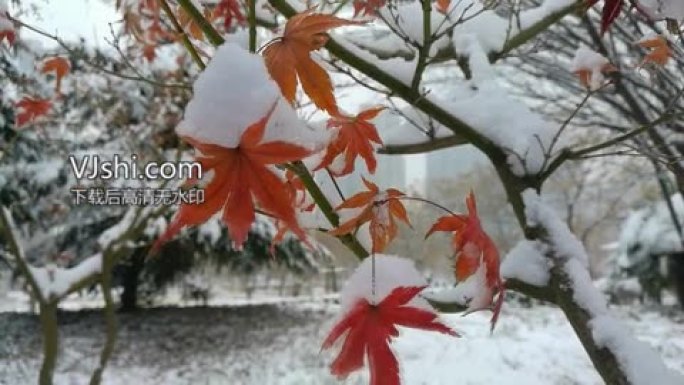 洛阳大雪五角枫白里透红1