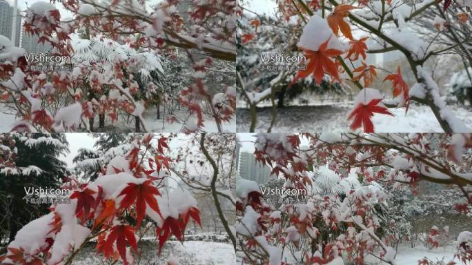 洛阳大雪五角枫白里透红1