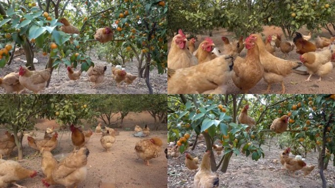 生态农业果园养鸡林下养殖养鸡场散养鸡桔子