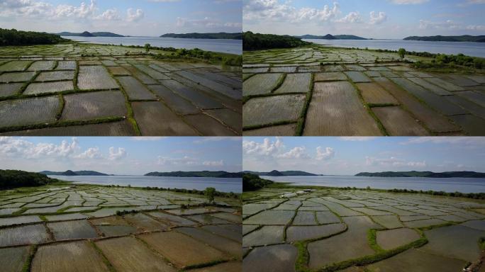 稻田航拍湖水湖水旁的稻田