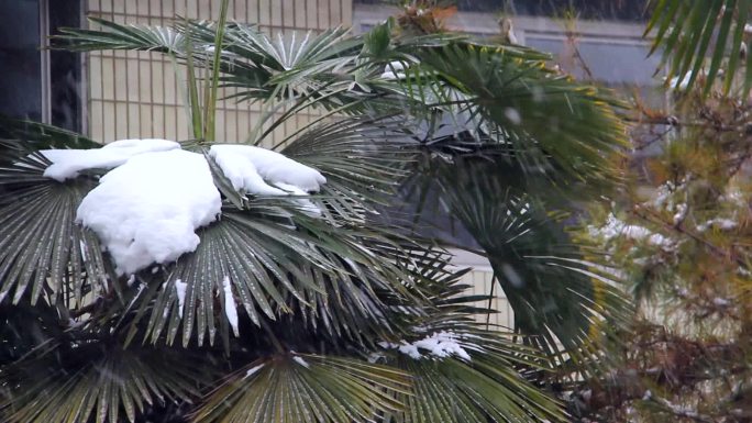 雪植物公园景观冬天雪花下雪