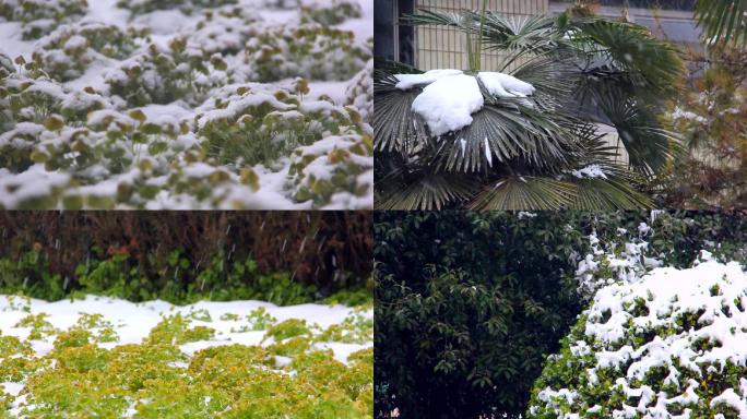 雪植物公园景观冬天雪花下雪