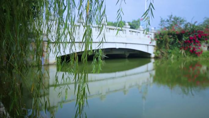 河岸边拱桥杨柳校园走廊美景