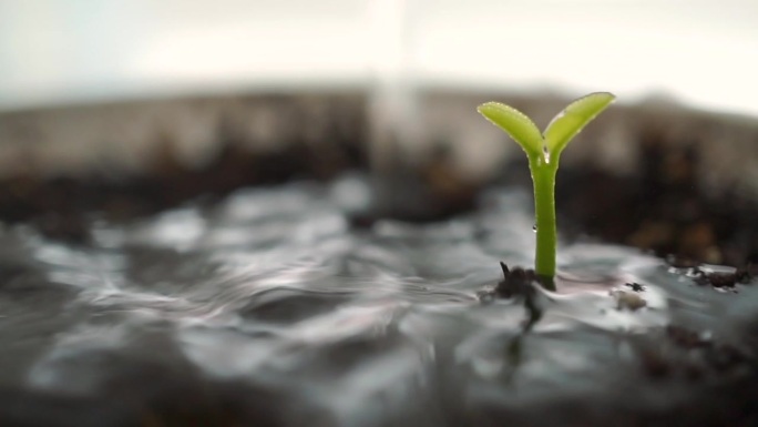 延时摄影植物浇水