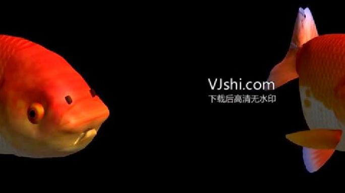 3D鱼狮子鱼3维鱼引擎专用鱼测试可用循环