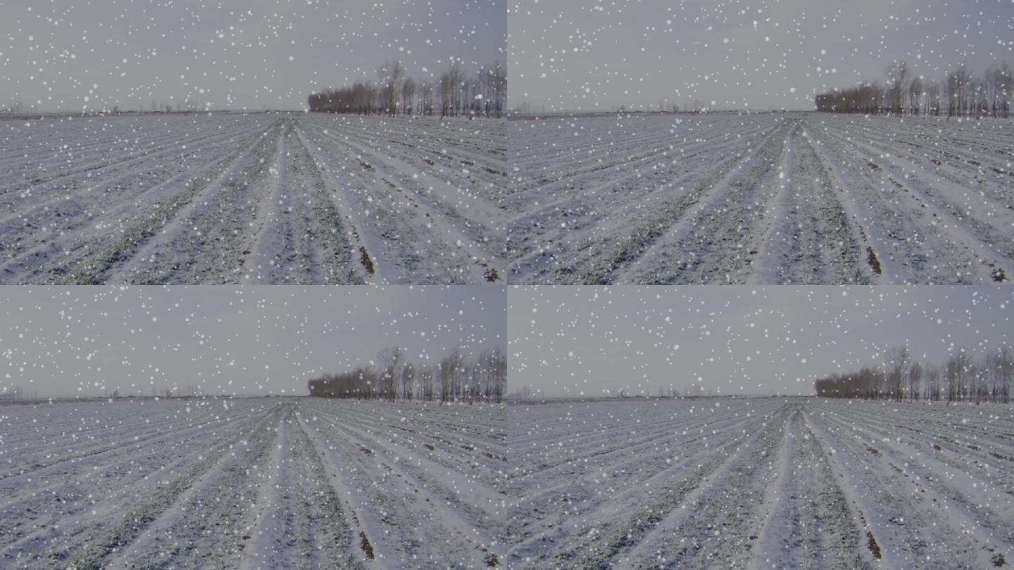 冬麦上下雪