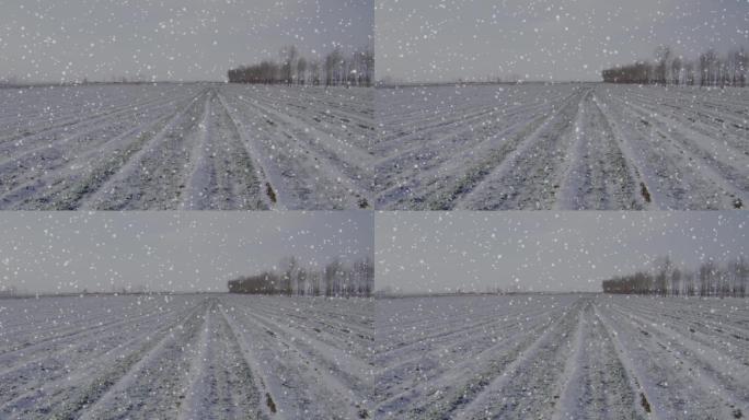 冬麦上下雪