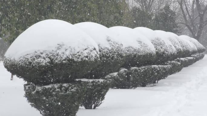 下雪雪景高清实拍视频