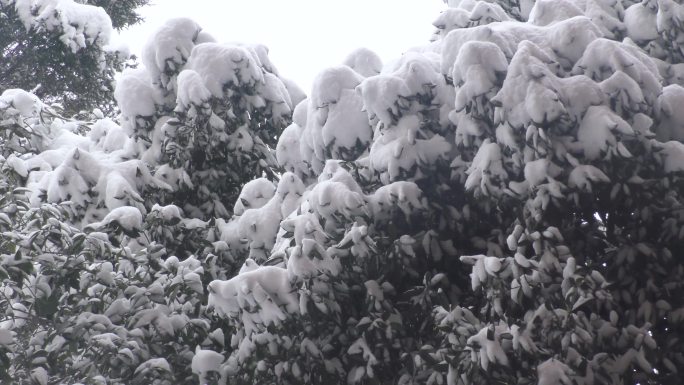 下雪雪景实拍视频4K素材