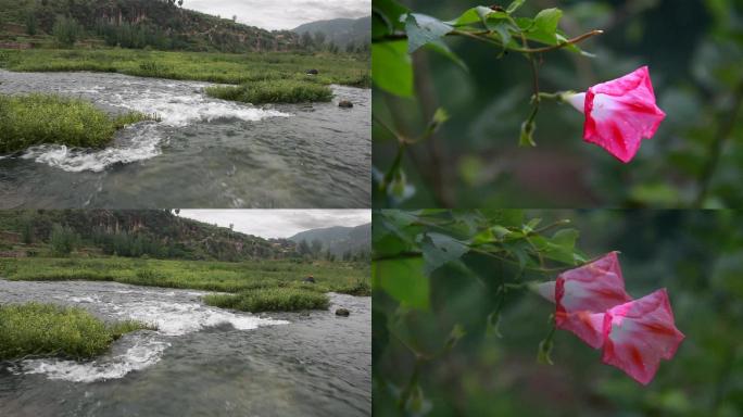 流淌的小河和鲜艳的喇叭花