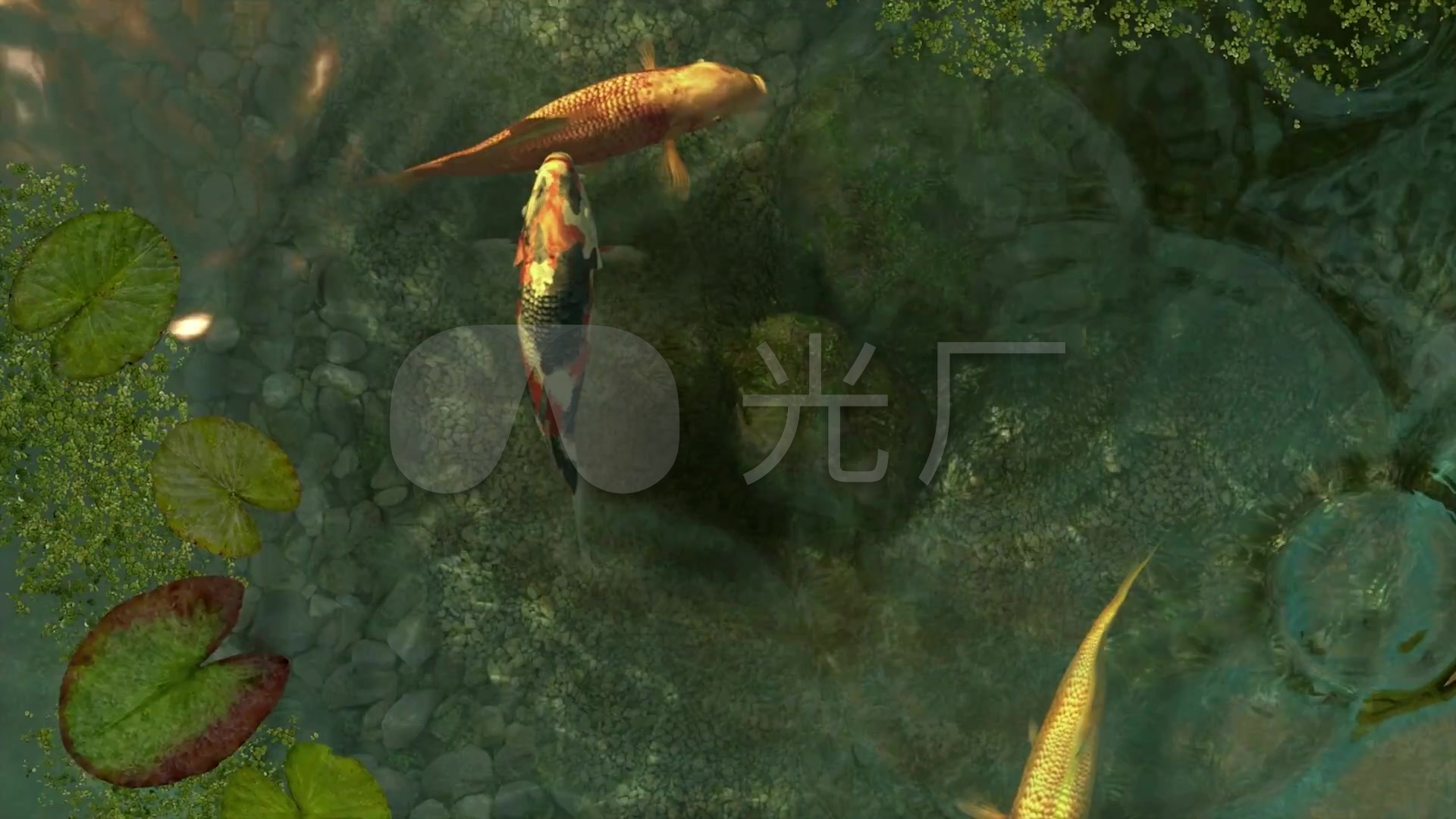 3d中国风湖畔池塘荷叶锦鲤_1920x1080_高清视频素材下载(编号:2190088