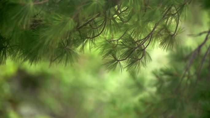 视频素材随风飘