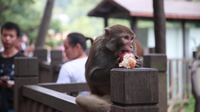 猴子吃水果黔灵山