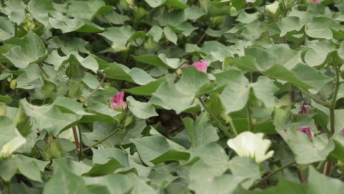 【原创】棉花地、棉花种植、棉花桃