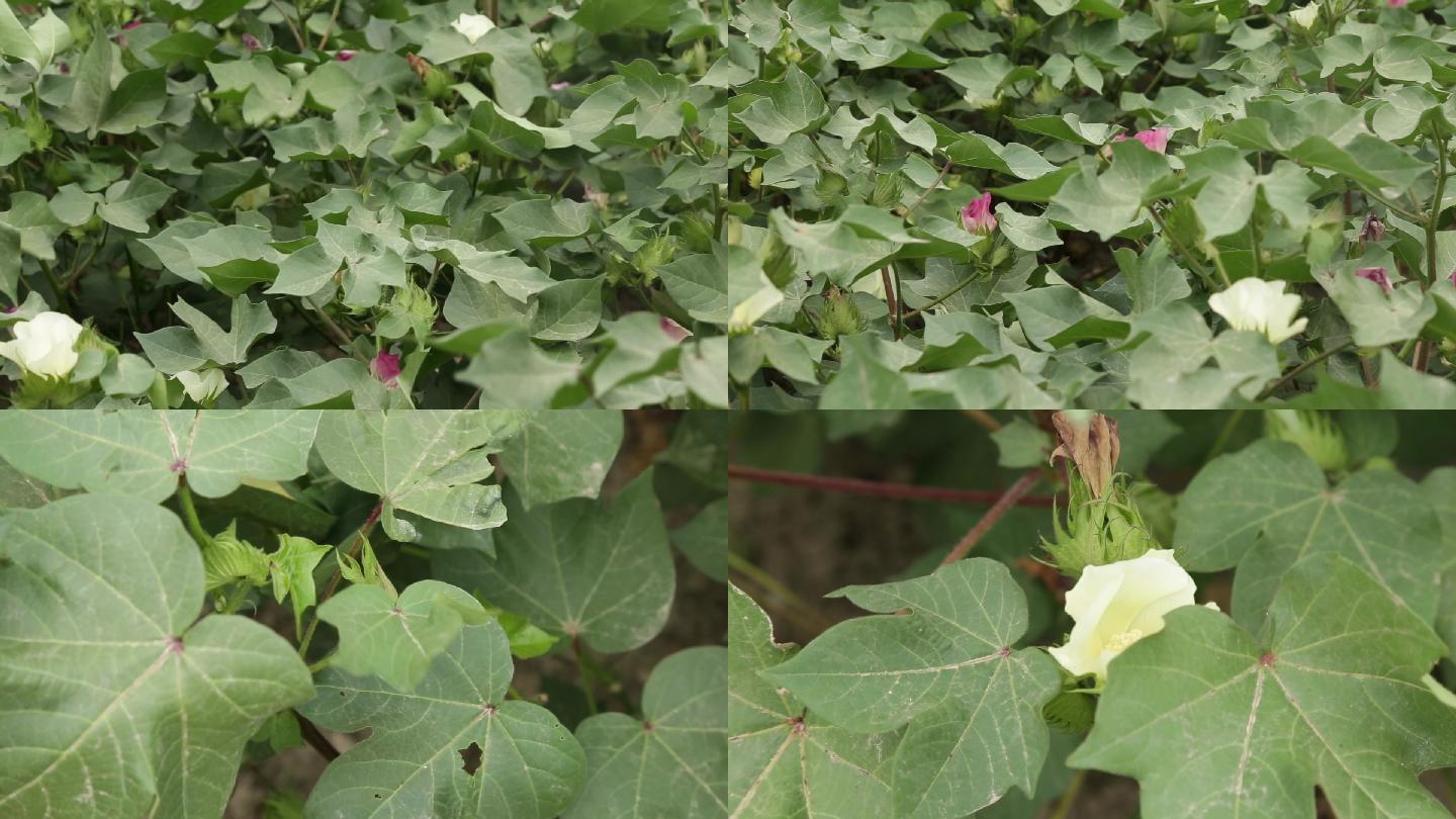 【原创】棉花地、棉花种植、棉花桃