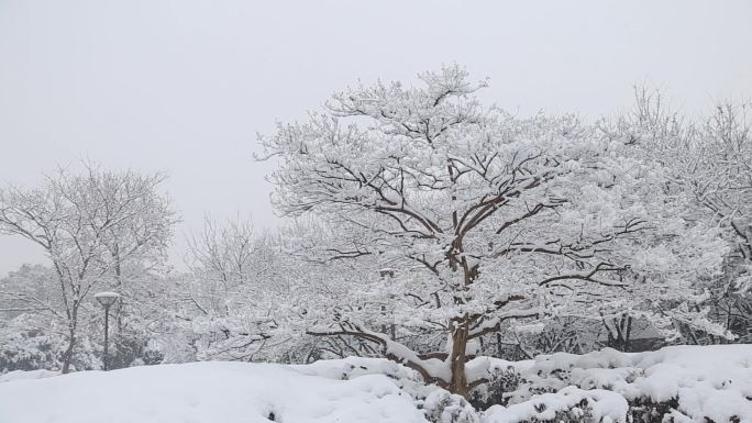 无锡蠡湖雪景