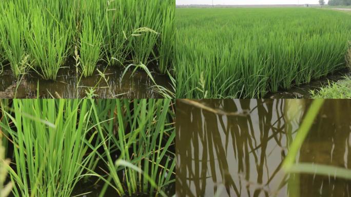 【原创】水稻种植水稻培育