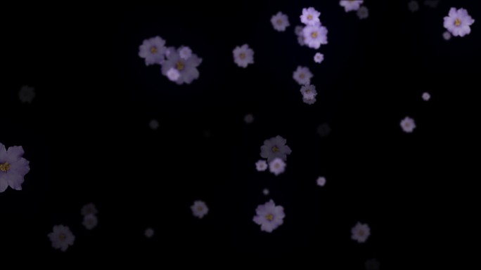 花朵花瓣紫罗兰Alpha通道+无限循环