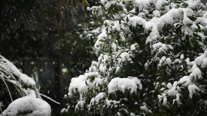 飘雪