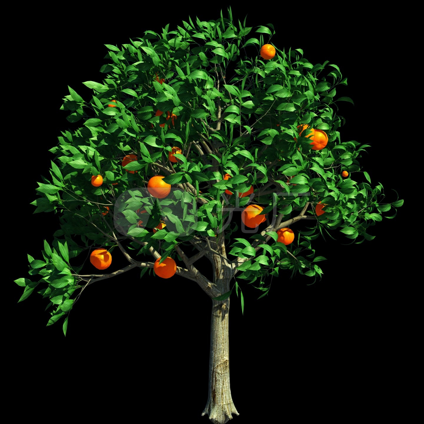丹棱再添拥有自主知识产权的柑橘新品种