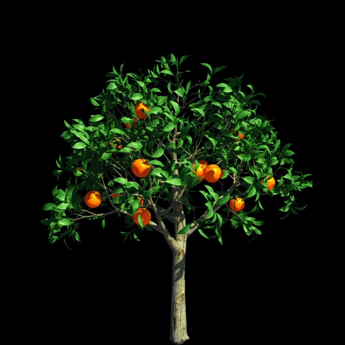 橘子树生长动画（透明通道）