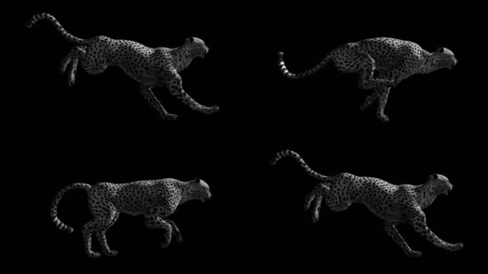 生物-豹子-慢速黑白奔跑（带通道）