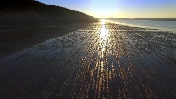 【实用素材】水鸟天鹅、水面湖面、湿地公园