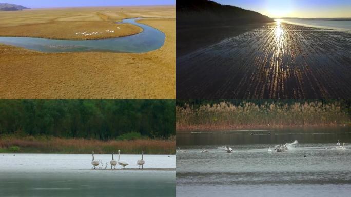 【实用素材】水鸟天鹅、水面湖面、湿地公园
