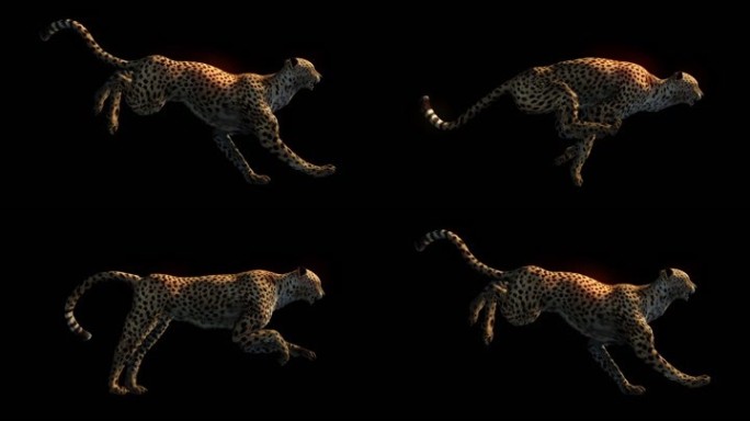 生物-豹子-慢速奔跑（带通道）
