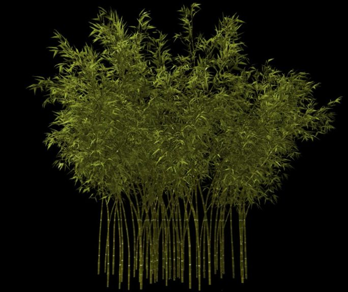 植物素材带通道---竹丛