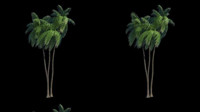 椰树飘动（透明通道循环）