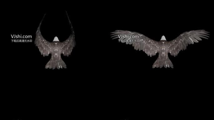 两个老鹰飞翔的视频带alpha透明通道