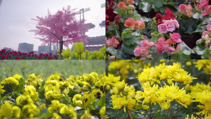 2018广州春节花卉展览