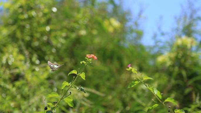 蝴蝶花丛采蜜特写