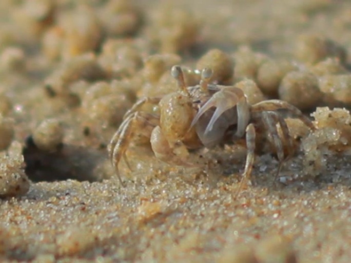 螃蟹在沙滩进食筑巢堆沙子