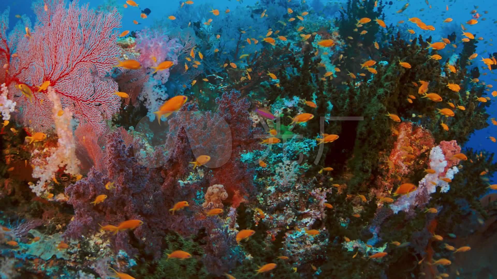 海洋生态珊瑚游鱼五彩缤纷海底世界_1920x1080_高清视频素材下载(编号