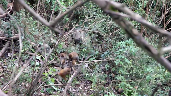 林中树林玩耍猴子