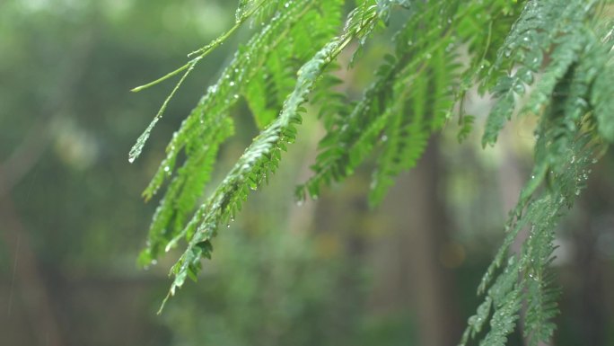 下雨绿植100p升格