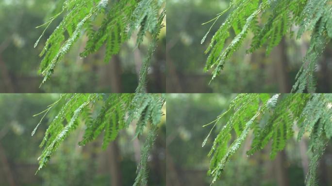 下雨绿植100p升格