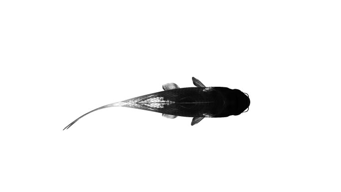 鱼游动动画（01）-alpha无缝循环