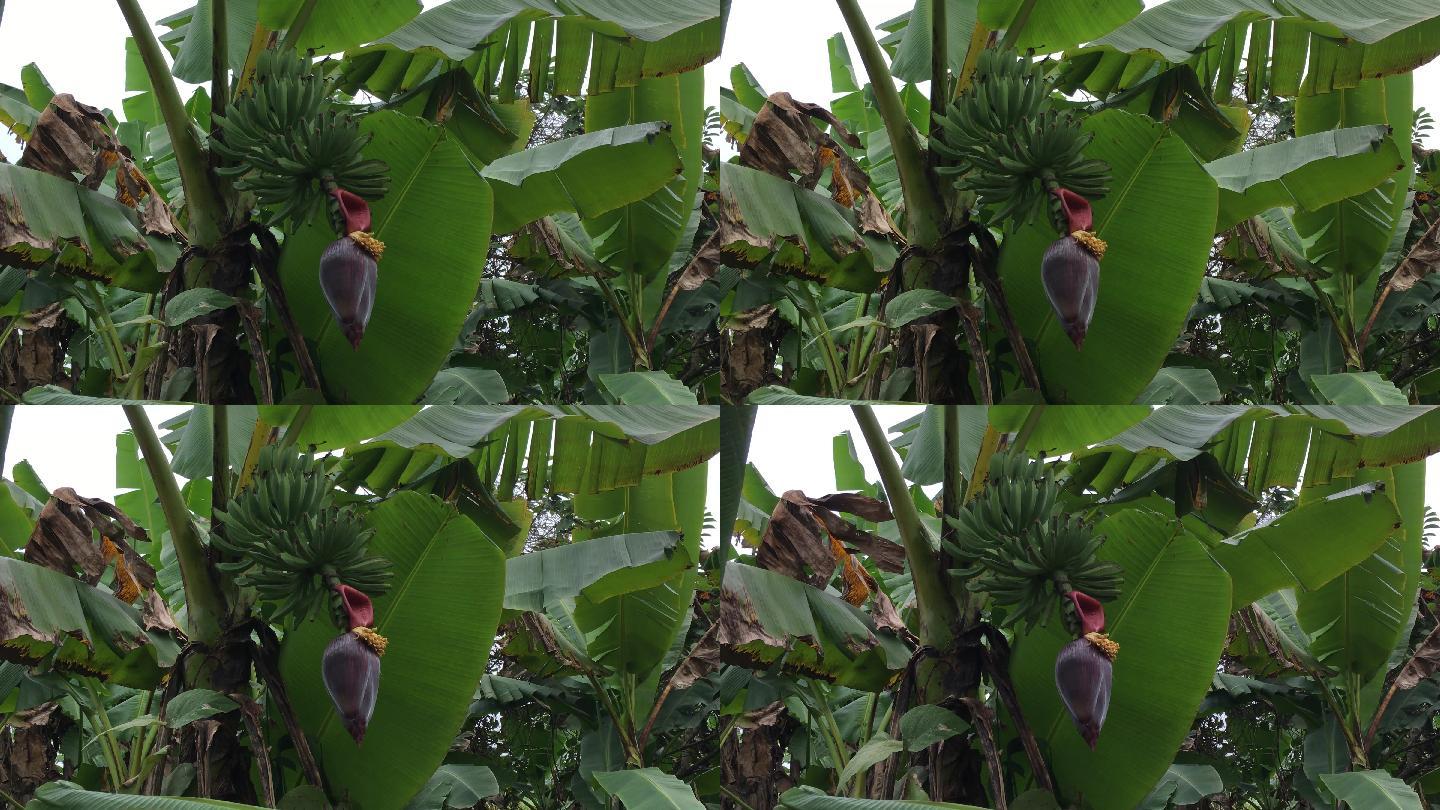 香蕉林（4K）